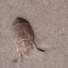 What to do if i'm in sooooo much pain! How To Get Rid Of Sand Fleas How To Get Rid Of Stuff