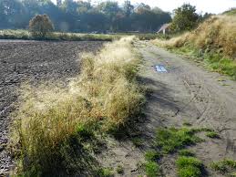 Image result for Panicum schinzii