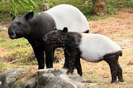 It is the 4th most. 5 Fascinating Facts About Sumatra S Flora And Fauna G Adventures