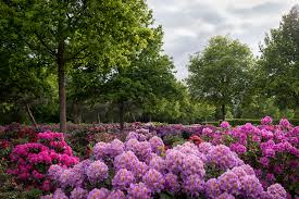 Im februar kann der rhododendron ebenfalls geschnitten werden. Deutsche Rhododendron Gesellschaft E V