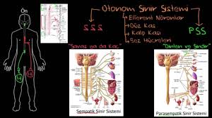 Omurgalıların merkezi sinir sistemi, iki çeşit sinir yolu için koordine edici sistem olarak işlev görür: Otonom Sinir Sistemi Saglik Ve Tip Sinir Sistemi Fizyolojisi Psikoloji Davranis Youtube