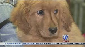 A new law in the state requires pet stores to sell only rescue animals.credit.jason henry for the new york times. Puppies From Now Closed Nj Shop Ready For Homes 6abc Philadelphia