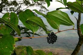 Image result for Smilax anceps