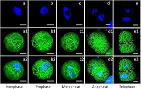 Maybe you would like to learn more about one of these? Characterization Of Actin Filament Dynamics During Mitosis In Wheat Protoplasts Under Uv B Radiation Scientific Reports