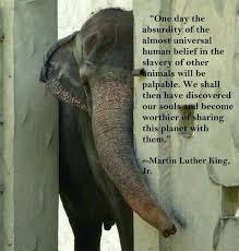 Would Be Nice Animal Quotes Animal Rights Elephant