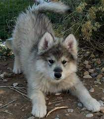 Wolf Husky Pups Dog Puppy Site Hybrid Dogs Cute Animals Wolf Hybrid Puppies