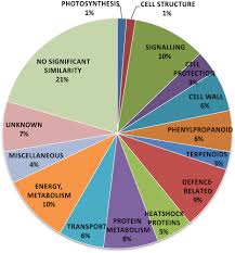 Pie Chart Representing Percent Ratios Of Putative Function