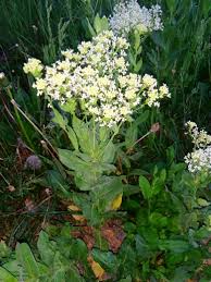 Image result for Pentadiplandraceae