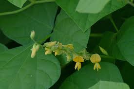 Image result for Rhynchosia mannii