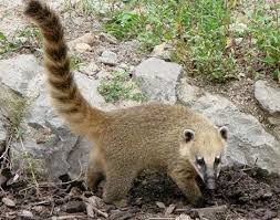 A Young Ring Tailed Coati Nasua Nasua Amiens Zoo Desert Animals Animals Cute Animals