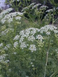 Maybe you would like to learn more about one of these? Poison Hemlock Conium Maculatum