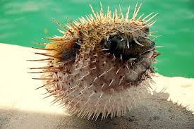 If you have found a . Puffer Fish Adaptations Lesson For Kids Study Com