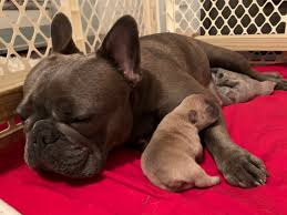 The origin of this breed is in the faraway past in the modern world the love of this breed goes far beyond the german and french borders. French Bulldogs In Mckinney Allen Frisco Plano Dallas And North Texas Kelfrey Frenchies