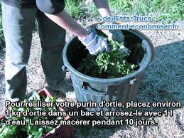 Purin D Ortie Recette Et Utilisations Que Votre Potager Va Adorer Purin Ortie Ortie Desherbant Ecologique