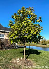 Image result for Catalpa