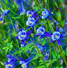 Find perennial flowers, seeds & plants in a variety of colors, textures, forms, and fragrances available at affordable prices from burpee. Hot Sale Rare Aquilegia Blue Columbine Perennial Flower Seeds 100pcs Seeds Very Beautiful Garden Flower Diy Home Garden Buy Online In Antigua And Barbuda At Antigua Desertcart Com Productid 106190142
