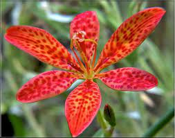 Seeds available to purchase from mount vernon. How To Grow Blackberry Lilies Neither A Blackberry Nor A Lily Dengarden