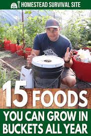 15 Foods You Can Grow In Buckets All Year Homestead Survival Site Bucket Gardening Container Gardening Vegetables Container Gardening