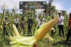 Cepa, the european pest management services trade association reunites national associations and companies along the whole pest management chain in 23 european countries. Ia Cepa Diharapkan Sumbang Peningkatan Ketahanan Pangan Republika Online