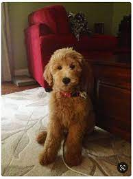 7 Creative Haircuts Styles For Goldendoodles With Pictures Goldendoodle Advice Goldendoodle Grooming Goldendoodle Puppy Goldendoodle
