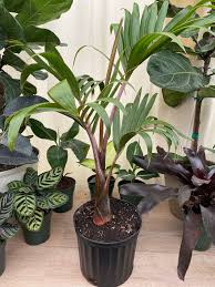 Image result for Dypsis decaryi