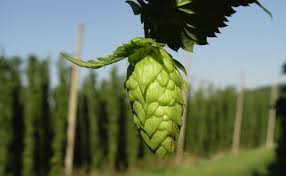 Strange plant farm, some questions. Farming Hops During The Ultra Hoppy Beer Craze Modern Farmer
