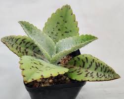 Image result for Kalanchoe gastonis-bonnieri