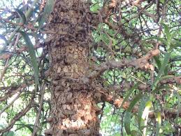 Image result for Acacia haematoxylon