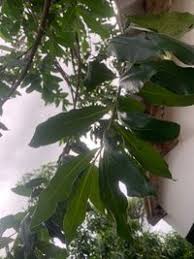 Image result for Warburgia ugandensis