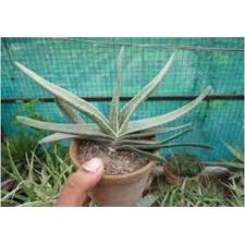 Forest cacti grow in wooded areas, ranging from temperate forests to subtropical and tropical regions. Green Full Sun Exposure Ageb Cactus Plants For Home Office Rs 150 Plant Id 21990038733