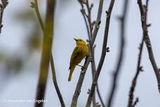 Monthly Birding Walk: Ely Mountain Conservation Area