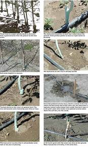 Maybe you would like to learn more about one of these? Avoid Scion Rooting Good Fruit Grower