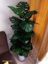Kebanyakan isi rumah adalah dari perabot murah china. Projek Pokok Hiasan Bajet Modal Kecil Senang Nak Jaga Pa Ma