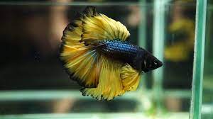 Does it appear that your betta is listing at all? Live Betta Fish Male Dark Blue Mustard Gas Rose Tail Halfmoon Hm 1652 Youtube