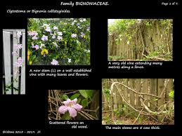 Image result for Bignonia callistegioides