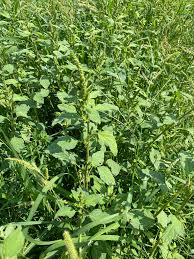 Image result for Rhynchosia congensis