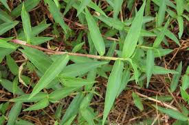 Image result for Commelina latifolia
