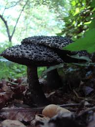 The Beldam Stuffed Mushrooms Edible Mushrooms Mushroom Fungi