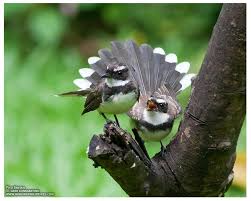 1,372 likes · 70 talking about this. 10 Most Common Urban Birds Ebon