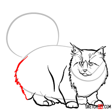 Norwegian forest cat has a double coat. How To Draw The Norwegian Forest Cat Sketchok