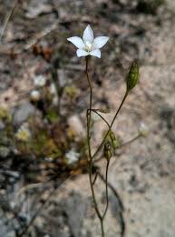 Image result for Wahlenbergia krebsii
