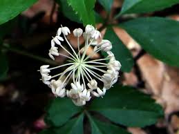Dig a hole 1 to 2 inches deeper than the length of the root intended for the hole. Where In The United States Does Wild Ginseng Root Grow Owlcation