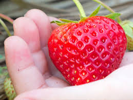Emplois Fraisebec Producteur De Fraises Auto Cueillette