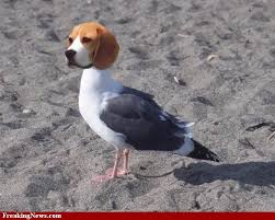 Maybe you would like to learn more about one of these? Beagle Seagull Beagle Seagull Animals