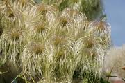 If you have a photo of this plant, please upload it! Hortipedia Clematis Tangutica