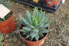 Quite a few cactus species are very prone to bacterial infections. When Houseplants Get Prickly 27 East