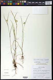 Image result for Commelina saxosa