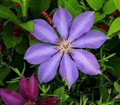 Clematis Flower With 8 Petals Photo Clematis Flower Clematis Violet Flower