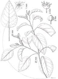 Image result for Croton steenkampianus