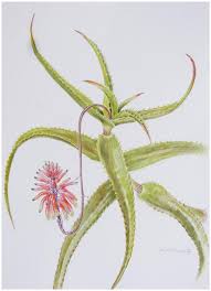 Image result for Schizostephanus alatus